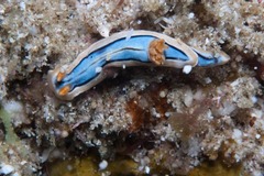 Chromodoris hamiltoni
