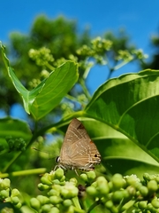 Deudorix epijarbas