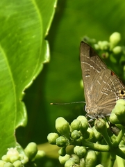 Deudorix epijarbas