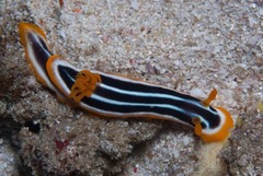 Chromodoris africana