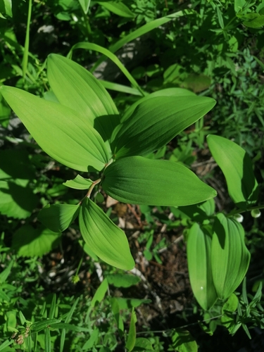 Polygonatum odoratum