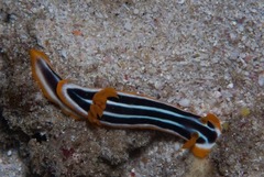 Chromodoris africana