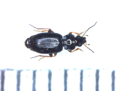 Bembidion obtusum