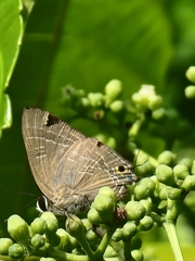 Deudorix epijarbas