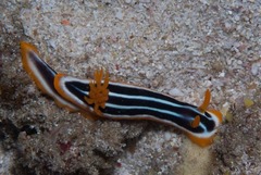 Chromodoris africana