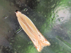 Mesophleps albilinella
