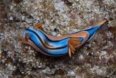 Chromodoris hamiltoni