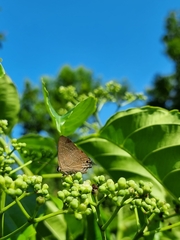 Deudorix epijarbas