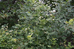 Galium pseudorivale