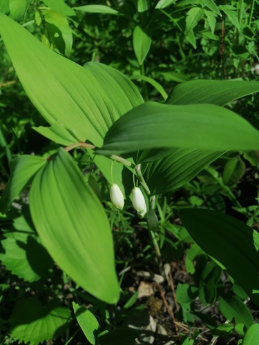 Polygonatum odoratum