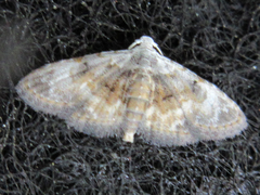Araeopteron amoena