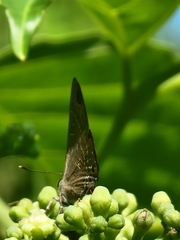 Deudorix epijarbas