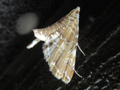 Elophila turbata