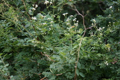 Galium pseudorivale
