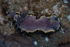 Glossodoris bonwanga