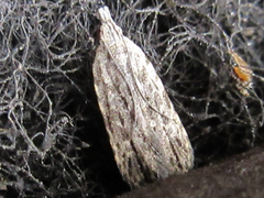 Tornodoxa paraleptopalta