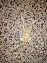 Bufotes viridis balearicus