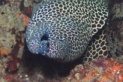 Gymnothorax favagineus