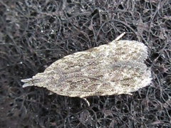 Tornodoxa paraleptopalta