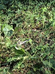 Orthetrum albistylum