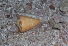 Conus vexillum