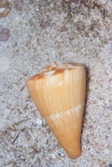 Conus vexillum