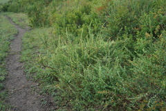 Spiraea hypericifolia