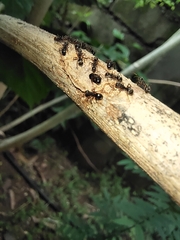 Dolichoderus thoracicus