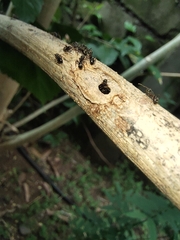 Dolichoderus thoracicus