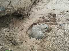 Bufotes viridis balearicus