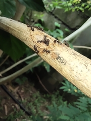 Dolichoderus thoracicus