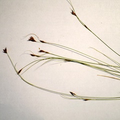 Rhynchospora capillacea