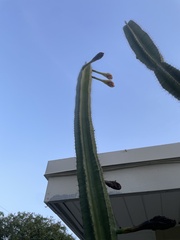 Cactoideae