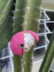 Cactoideae