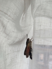 Macroglossum stellatarum