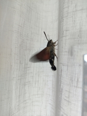 Macroglossum stellatarum