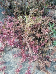 Coleus subspicatus