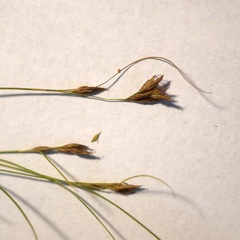 Rhynchospora capillacea