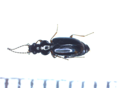 Bembidion obtusum