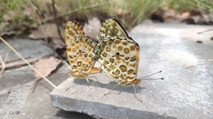 Argynnis hyperbius
