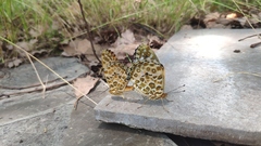 Argynnis hyperbius
