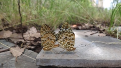 Argynnis hyperbius