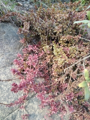 Coleus subspicatus