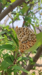 Argynnis hyperbius