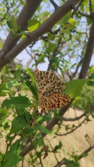 Argynnis hyperbius