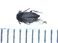 Ptomaphagus