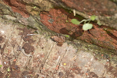 Eleutherodactylus cystignathoides