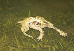 Bufotes viridis balearicus