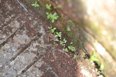 Eleutherodactylus cystignathoides