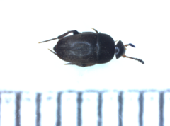 Ptomaphagus